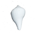 Shells - 3 × 2 Inches