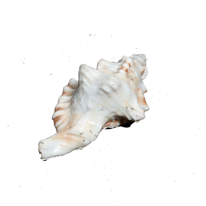 GaneshShells - 4 × 3 Inches