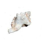 GaneshShells - 4 × 3 Inches