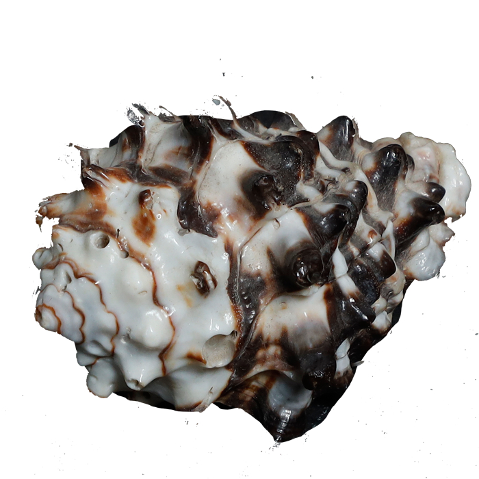 Black Shells - 3 × 2 Inches