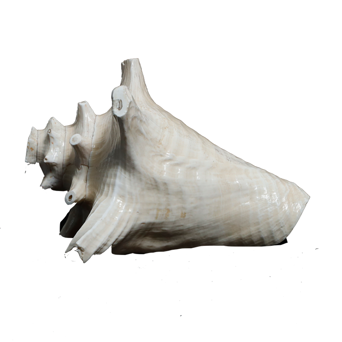 Shells - 5 × 5 Inches