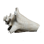 Shells - 5 × 5 Inches