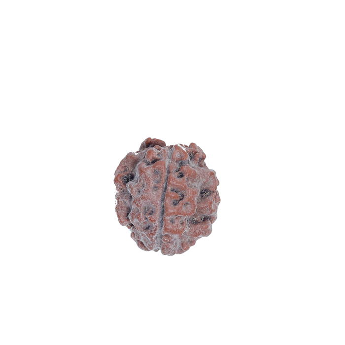 3 Mukhi Rudraksha