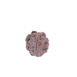 3 Mukhi Rudraksha