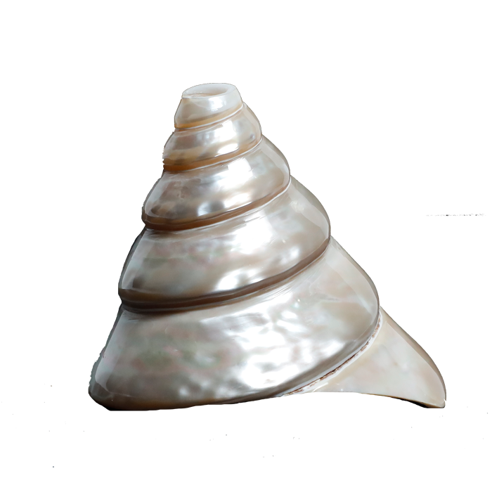 Moti Shells - 4 × 4 Inches
