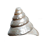 Moti Shells - 4 × 4 Inches