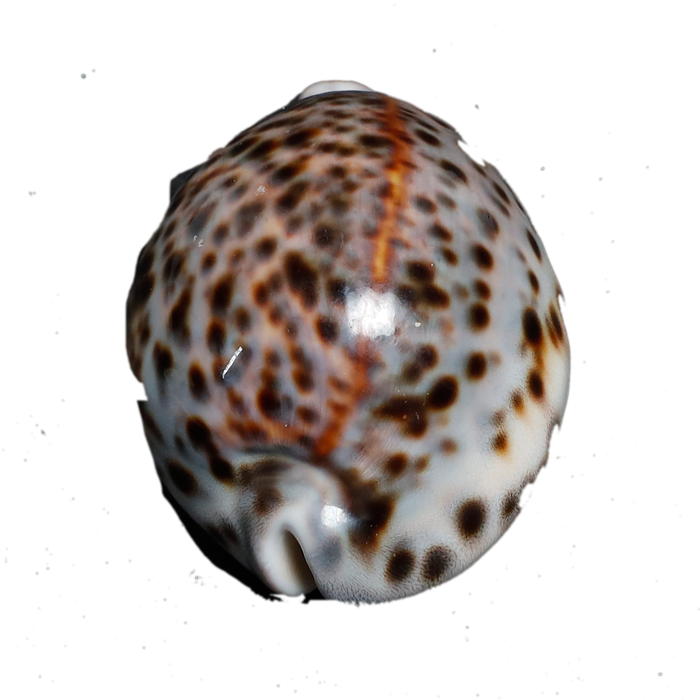 Sea Shell Travel Ciprea Sand - 3 × 2 Inches