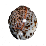 Sea Shell Travel Ciprea Sand - 3 × 2 Inches