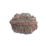 Two Mukhi Rudraksha