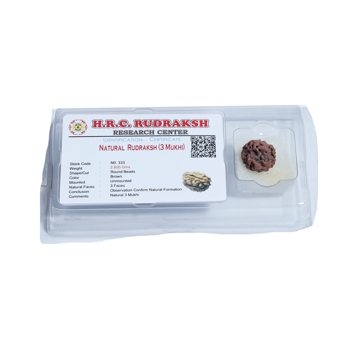 3 Mukhi Rudraksha