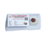 3 Mukhi Rudraksha