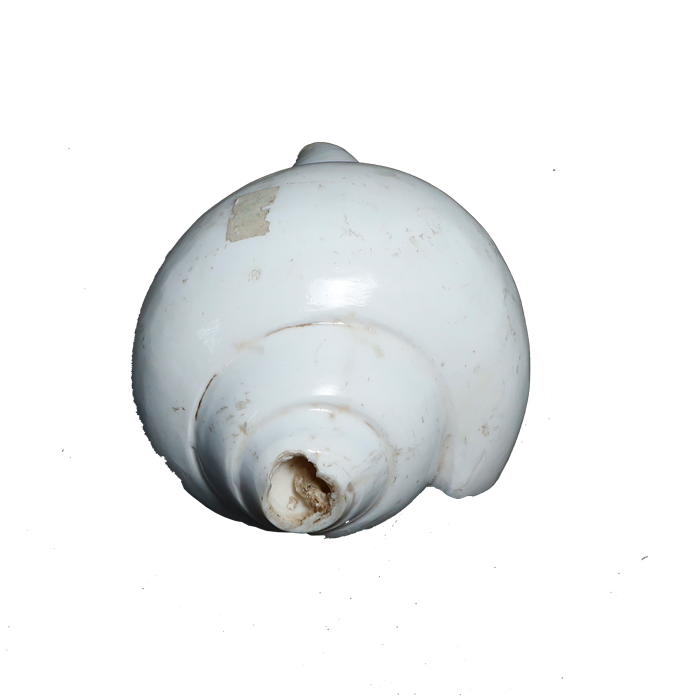 Polish Shells - 7 × 4 Inches