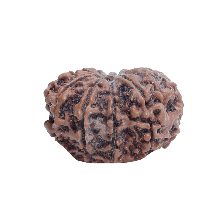 10 Mukhi Rudraksha