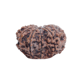 10 Mukhi Rudraksha