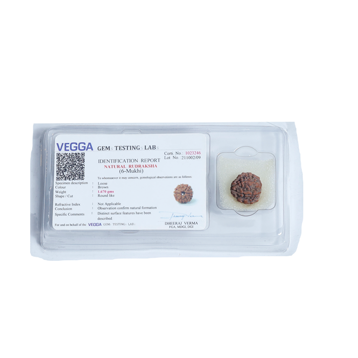 6Mukhi Rudraksha