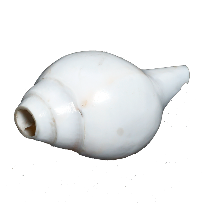 Polish Shells - 4 × 3 Inches