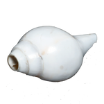 Polish Shells - 4 × 3 Inches