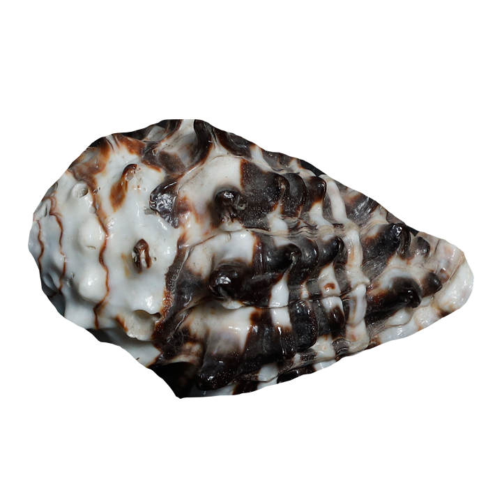 Black Shells - 3 × 2 Inches