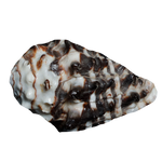 Black Shells - 3 × 2 Inches