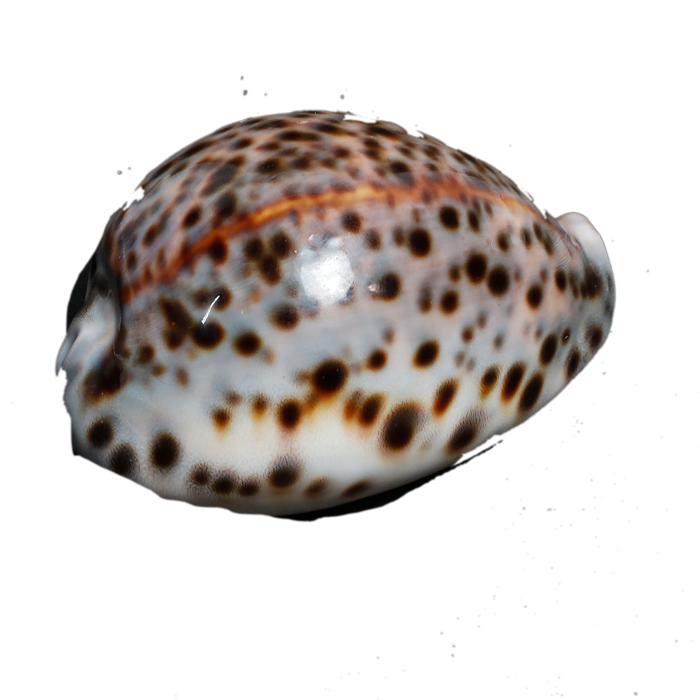 Sea Shell Travel Ciprea Sand - 3 × 2 Inches