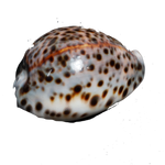 Sea Shell Travel Ciprea Sand - 3 × 2 Inches