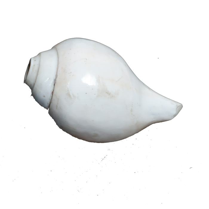 Polish Shells - 5 × 3 Inches