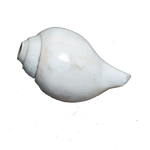 Polish Shells - 5 × 3 Inches