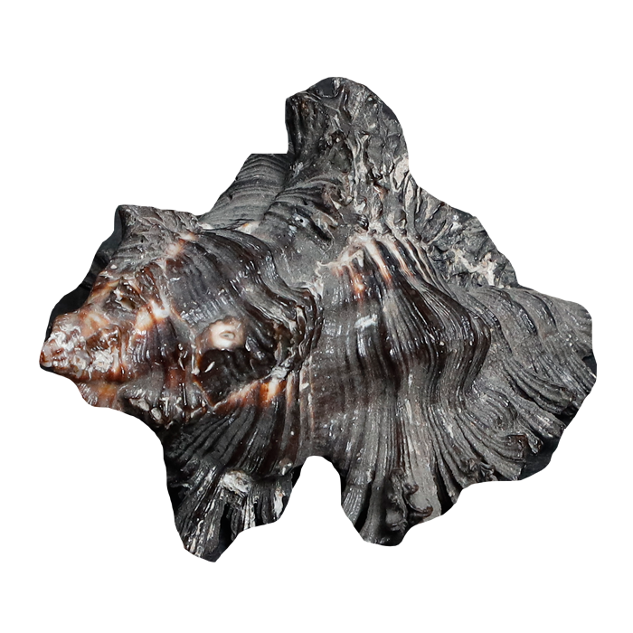 Black Shells - 3 × 3 Inches
