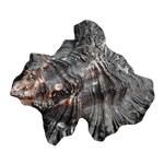 Black Shells - 3 × 3 Inches