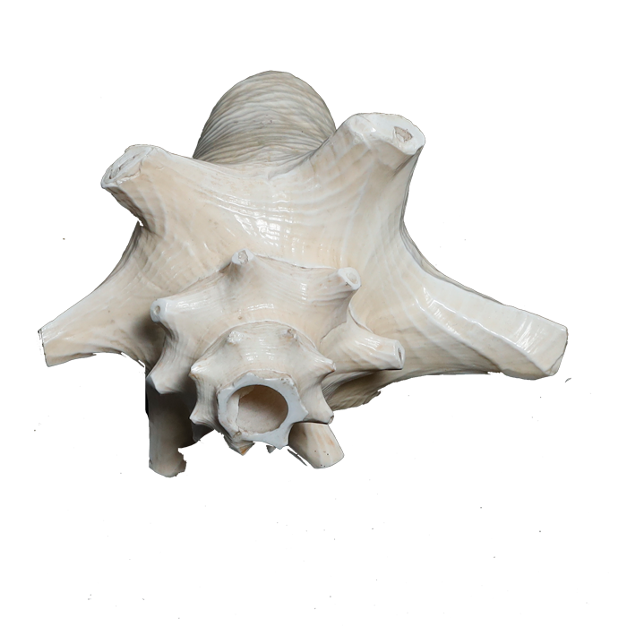 Shells - 5 × 5 Inches