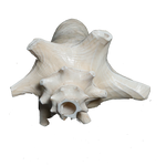 Shells - 5 × 5 Inches