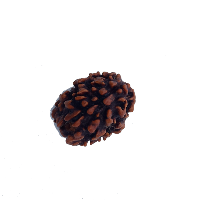 3 Mukhi Rudraksha