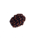 3 Mukhi Rudraksha