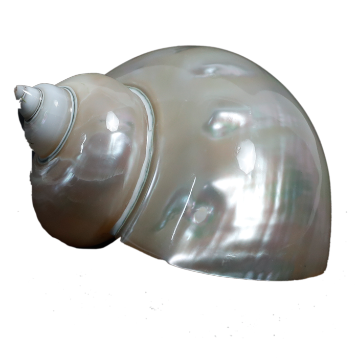 Moti Shells - 4 × 4 Inches