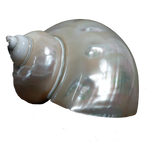 Moti Shells - 4 × 4 Inches