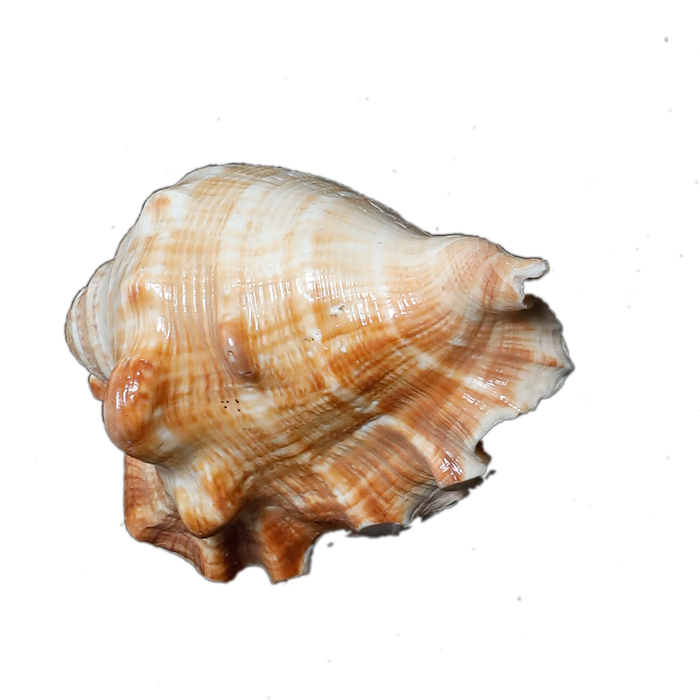 Large Natural Sea Shells, Murex Ramosus shells - 5 × 3 Inches