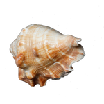 Large Natural Sea Shells, Murex Ramosus shells - 5 × 3 Inches