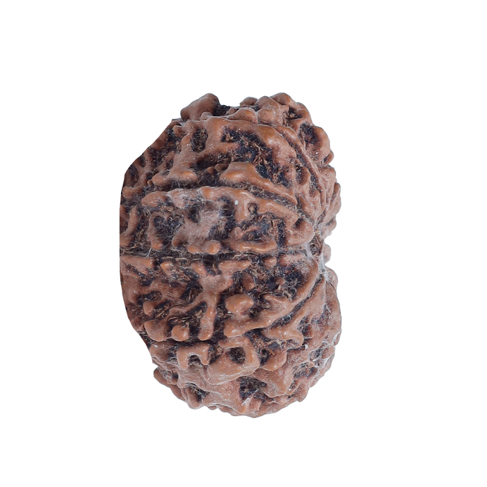 10 Mukhi Rudraksha