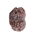 10 Mukhi Rudraksha