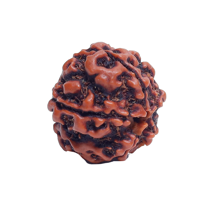5 Mukhi Rudraksha