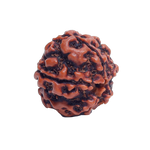 5 Mukhi Rudraksha
