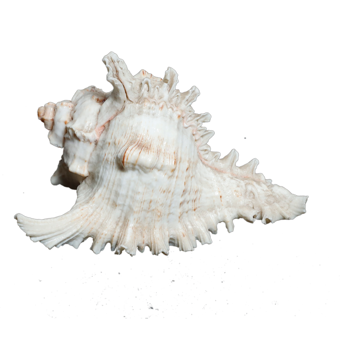 Sun Shells - 5 × 5 Inches