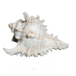 Sun Shells - 5 × 5 Inches