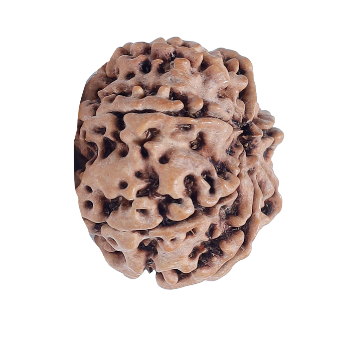 7Mukhi Rudraksha