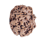 7Mukhi Rudraksha