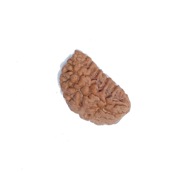 1 Mukhi Half Moon Large - Rudra Centre