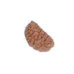 1 Mukhi Half Moon Large - Rudra Centre
