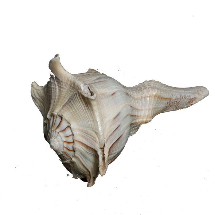 Shells - 5 × 3 Inches