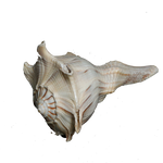 Shells - 5 × 3 Inches