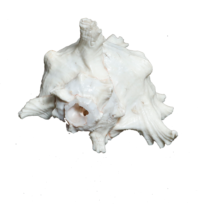 Sun Shells - 6 × 5 Inches
